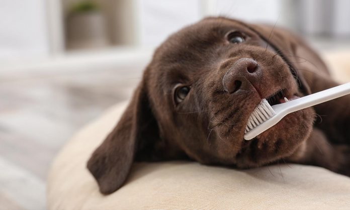 Cuidado dental de tus mascotas