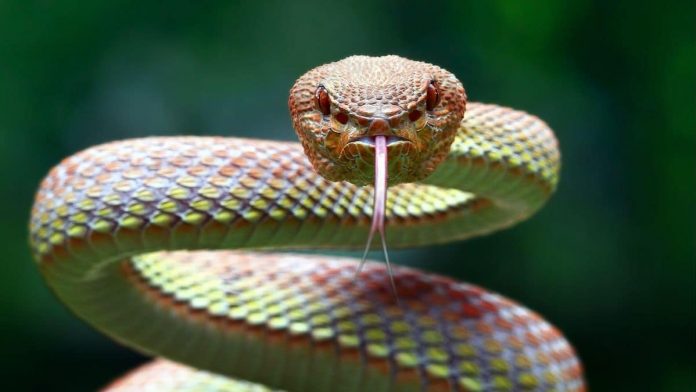 Día Mundial de la Serpiente