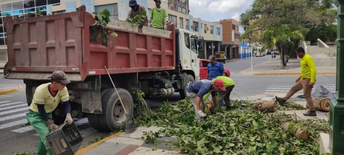 Realizado control fitosanitario en árboles de la Plaza Bolívar
