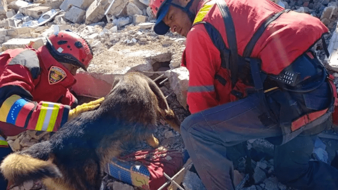 La canina Kya del estado Lara y el cachorro Tsunami de Aragua, rescatan supervivientes en Turquía
