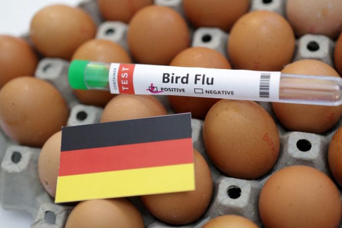 Gripe Aviar: Alemania está en alerta