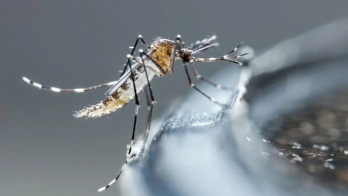 Panamá registra 10 fallecidos por dengue