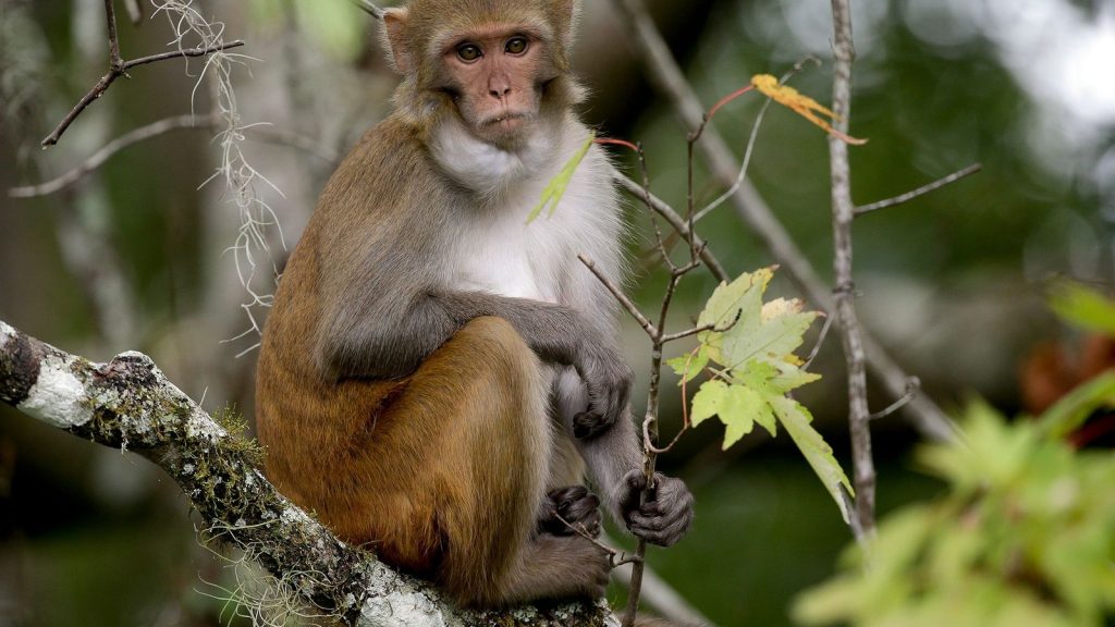 Primer mono Rhesus clonado fue presentado por científicos chinos
