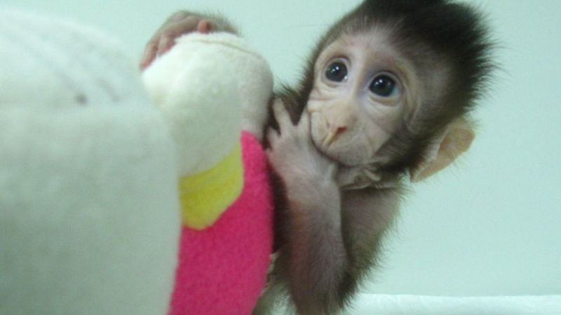 Zhong Zhong fue uno de los primeros macacos clonados en 2018.

