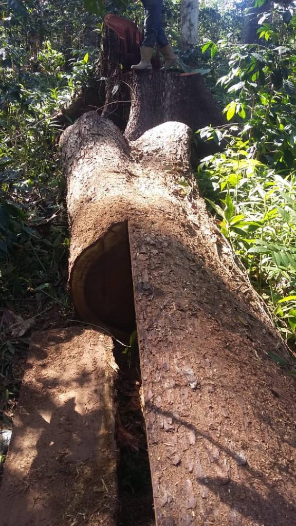 ''Más del 70 por ciento del Semiárido Larense está en crisis por deforestación'': Ambientalista Jorge Elías Perozo