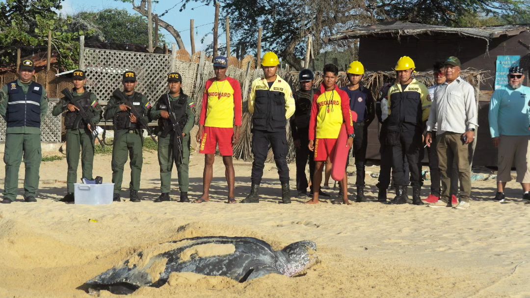 Un ejemplar de la tortuga marina más grande deposita sus huevos en una playa de Venezuela
