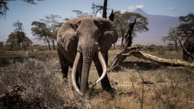 Botsuana amenaza con enviar 20.000 elefantes a Alemania
