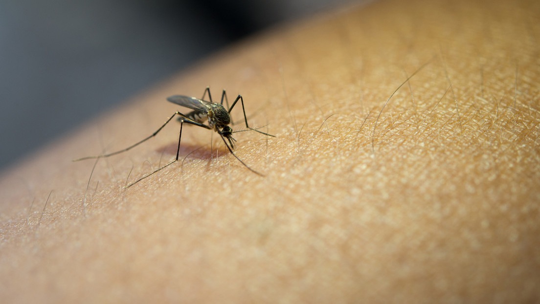¿Qué es la fiebre de Oropouche? Enfermedad parecida al dengue