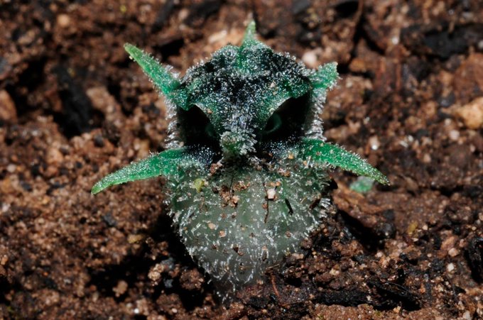 Una lechuza vegetal gana un importante premio fotográfico