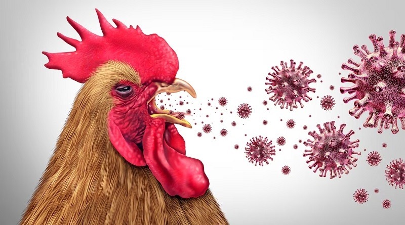 Científicos no descartan que una pandemia por gripe aviar pueda propagarse