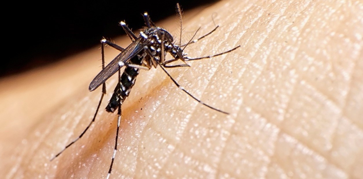Temporada de lluvias eleva alerta por dengue en el país