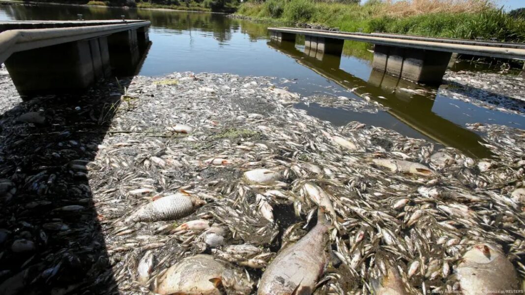 Muerte masiva de peces en el río Óder encendieron las alarmas ecológicas en Polonia