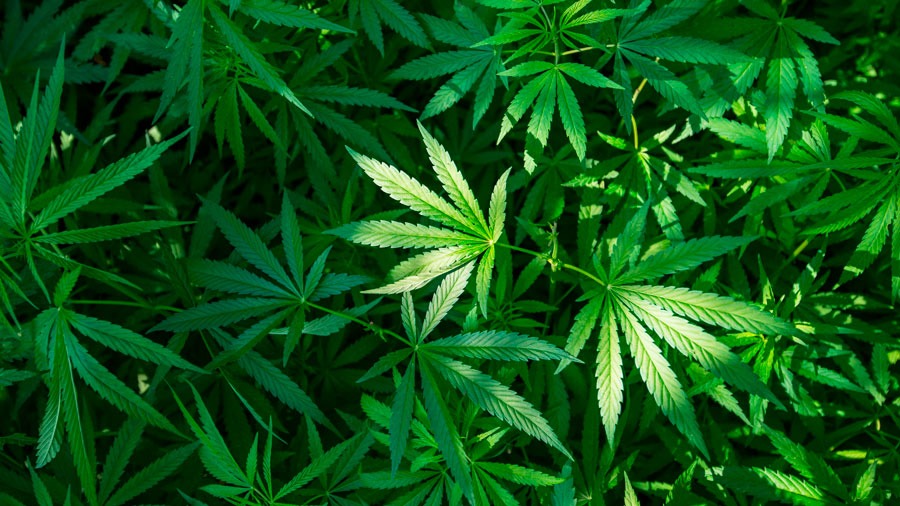 Consumo de marihuana aumenta el riesgo de padecer varios tipos de cáncer