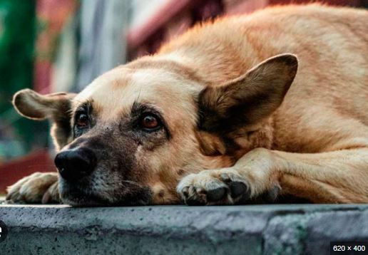 ¡Sin piedad! Denuncian al presinto»asesino» de perros y gatos