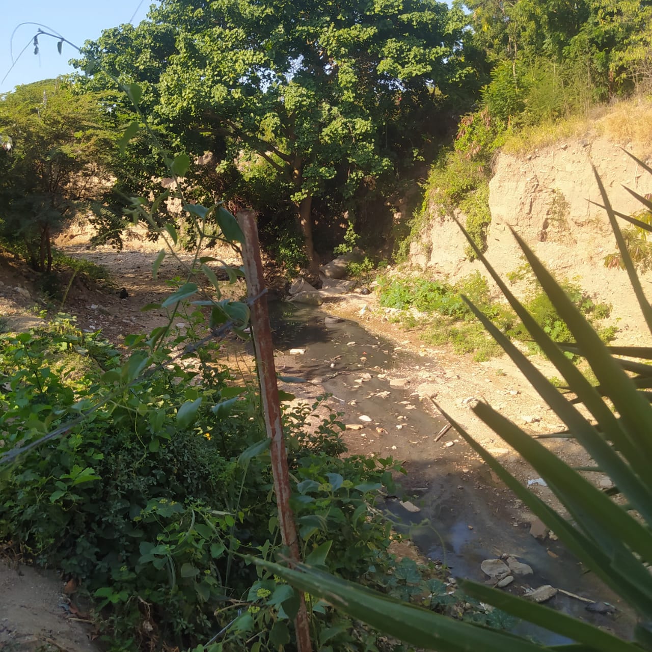 Problema de aguas negras en Palavecino: Una historia de nunca acabar