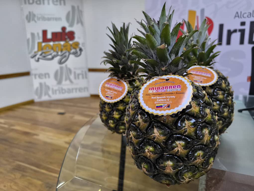 Alcaldía de Iribarren exporta piña por primera vez en su historia