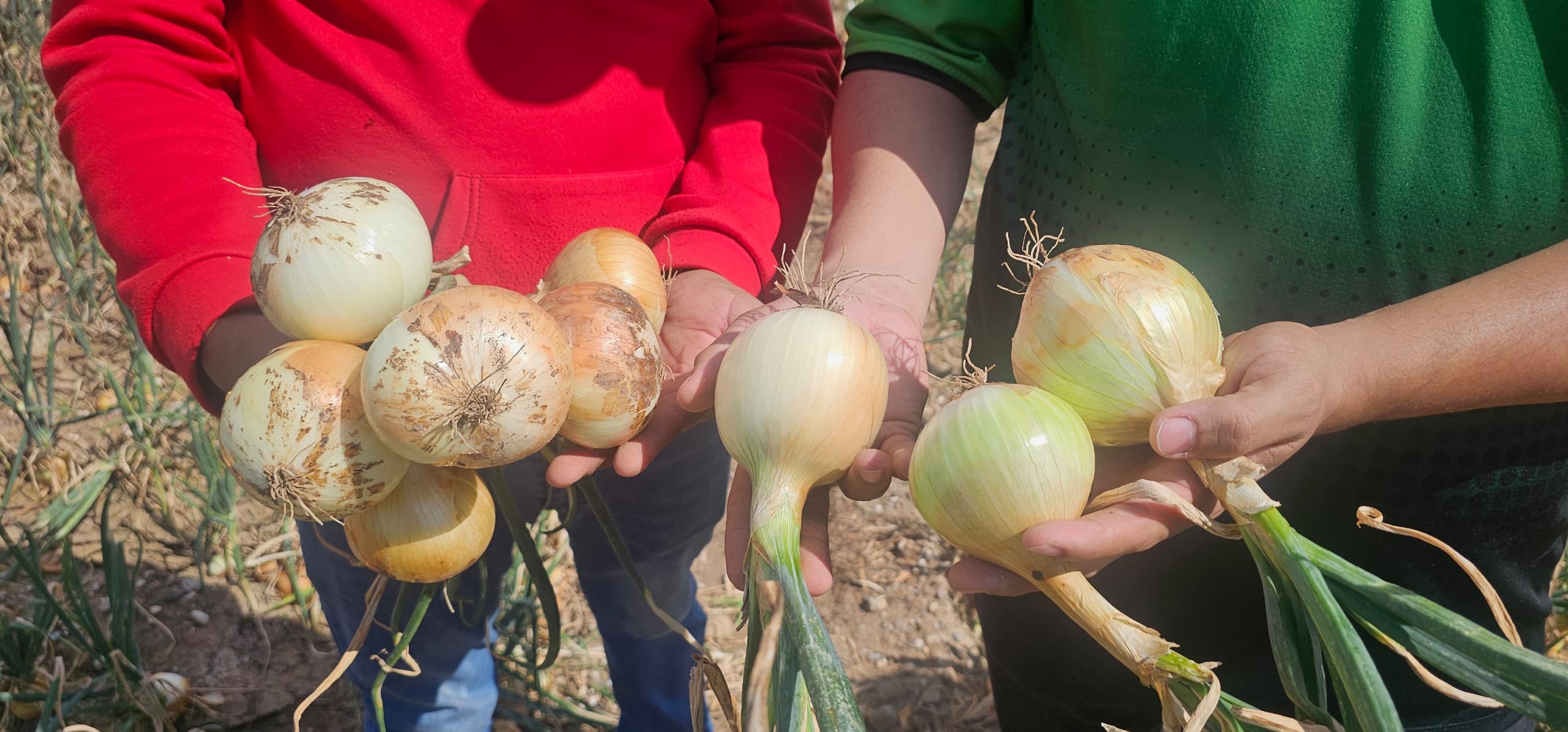 Comuna “Agua de Obispo” se proyecta como un modelo de innovación y productividad agrícola nacional