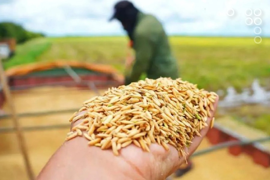 Productores de arroz señalan alza de 9,09% en precios de venta de la cosecha