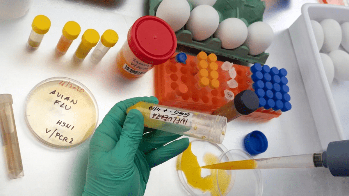 México confirma un primer caso humano de gripe aviar
