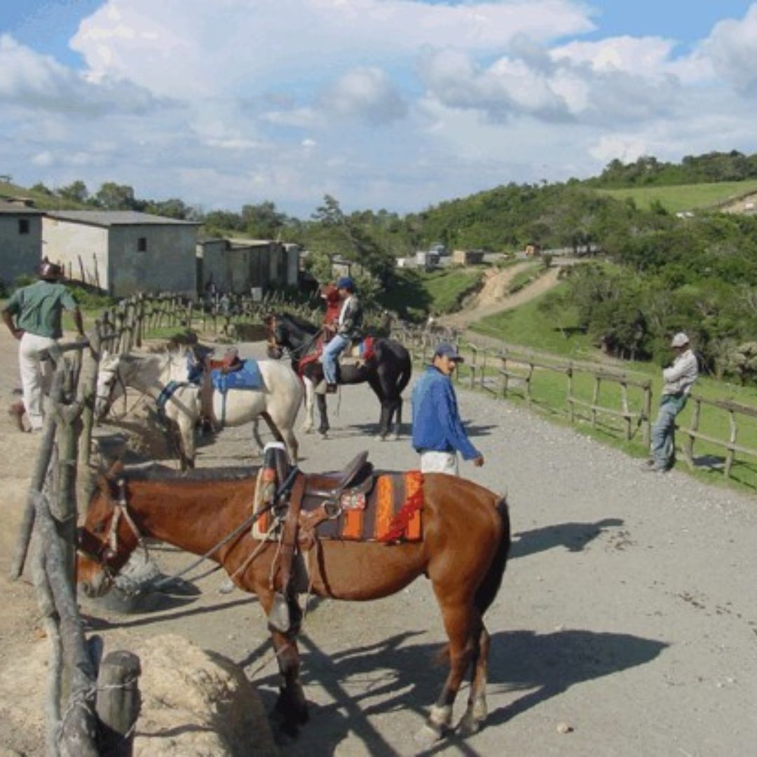 Trágico desenlace: Caballo de las Lomas de Cubiro fallece tras aparatoso accidente