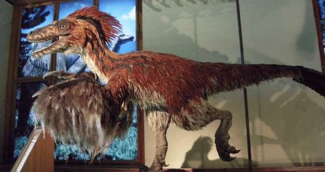 La sorprendente verdad detrás de las gallinas: ¿Son los dinosaurios de hoy en día?