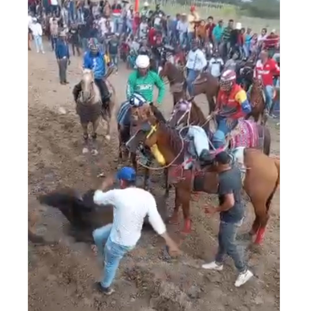 "Por cobardes": Fiscal General ordena investigar a quienes maltrataron al toro en Tintorero
