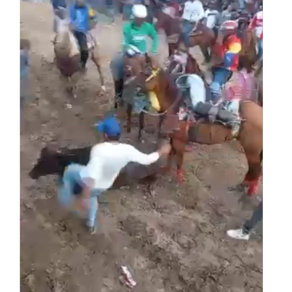 Indignante maltrato animal en la Feria de Tintorero