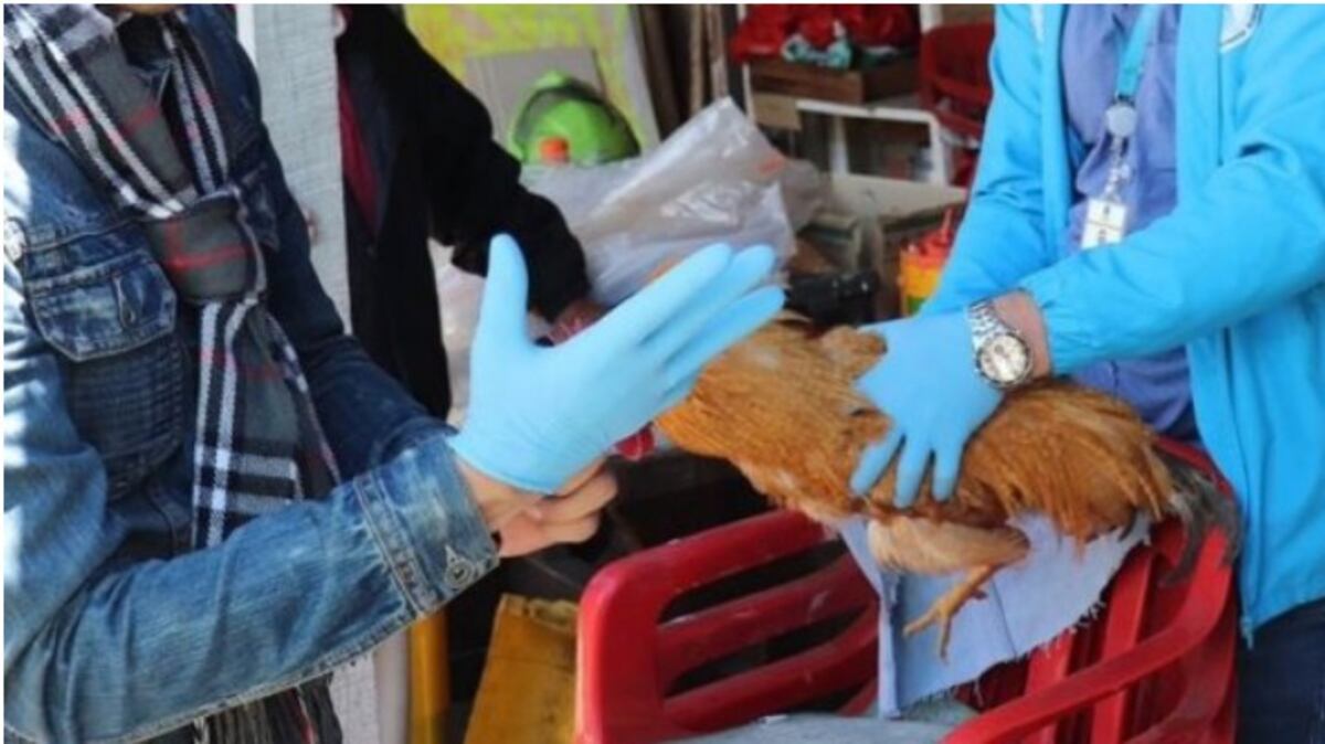 Presunto caso de zoofilia en Tierra Negra: ¡Hombre abusaba de una gallina!