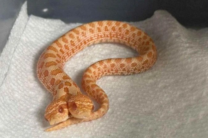 La serpiente de dos cabezas de Utah que la ciencia explica como un "gemelo fallido"