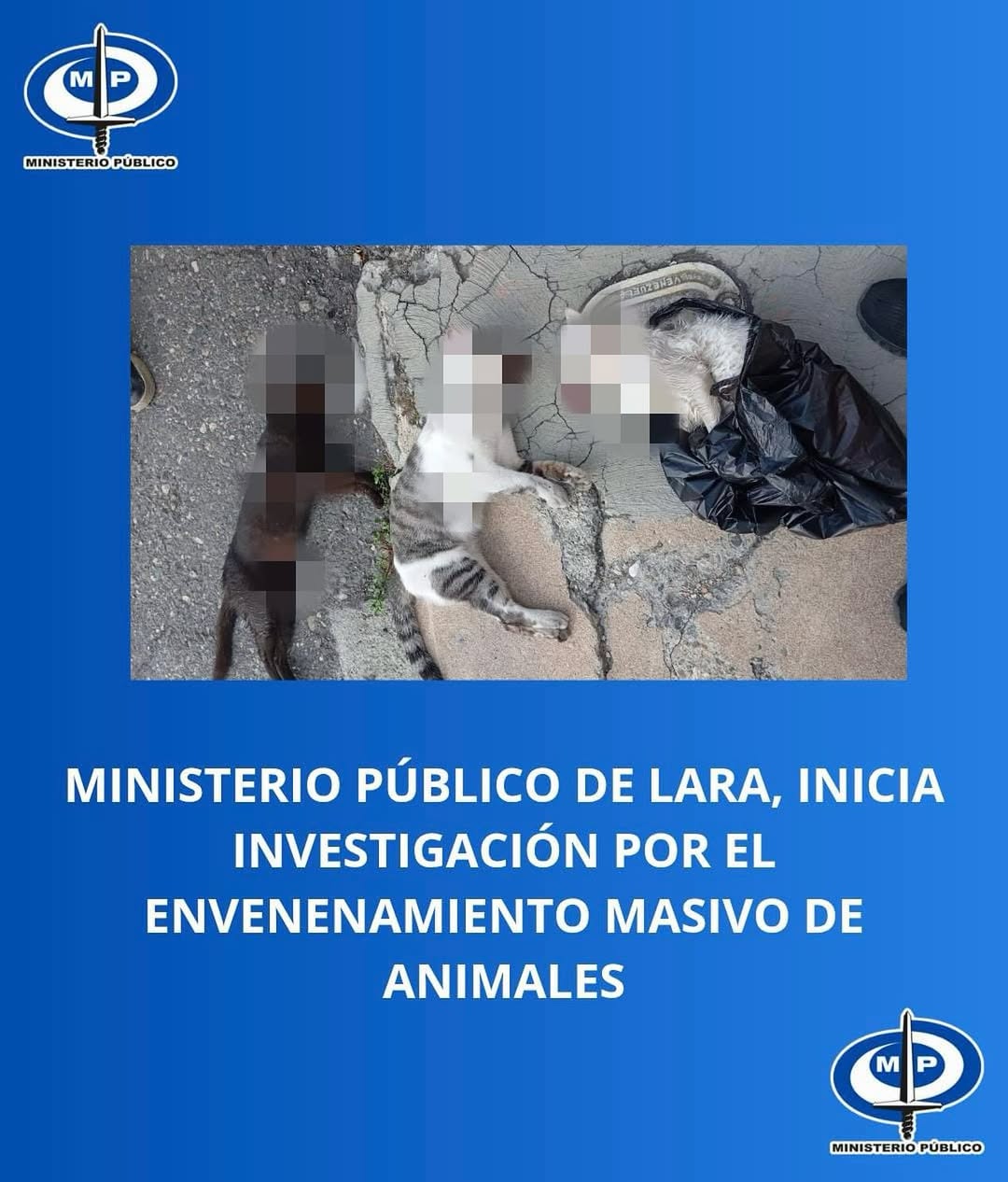 Ministerio Público anuncia inicio de investigaciones por envenenamiento masivo de gatos en Barquisimeto
