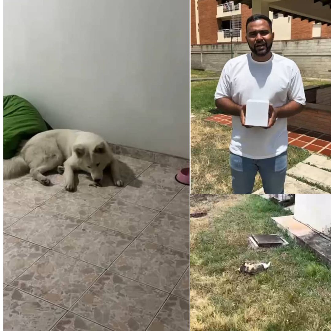 Alerta en Barquisimeto: Mascotas muertas y personas intoxicadas con veneno para ratas
