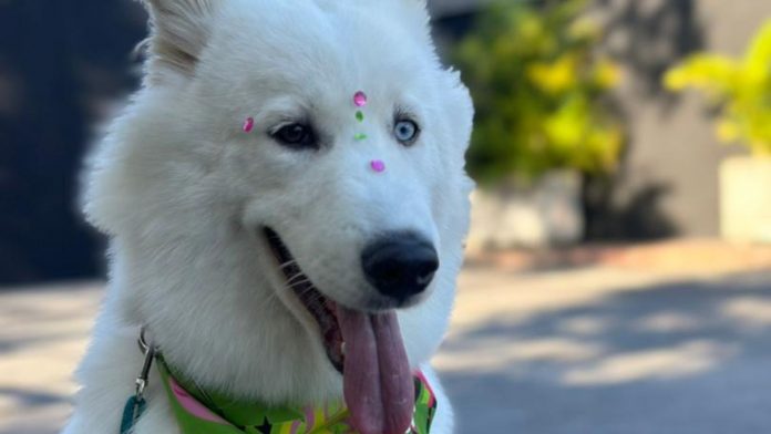 Perrita Nevada fue envenenada y murió en Patarata