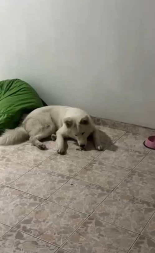 Alerta en Barquisimeto: Mascotas muertas y personas intoxicadas con veneno para ratas